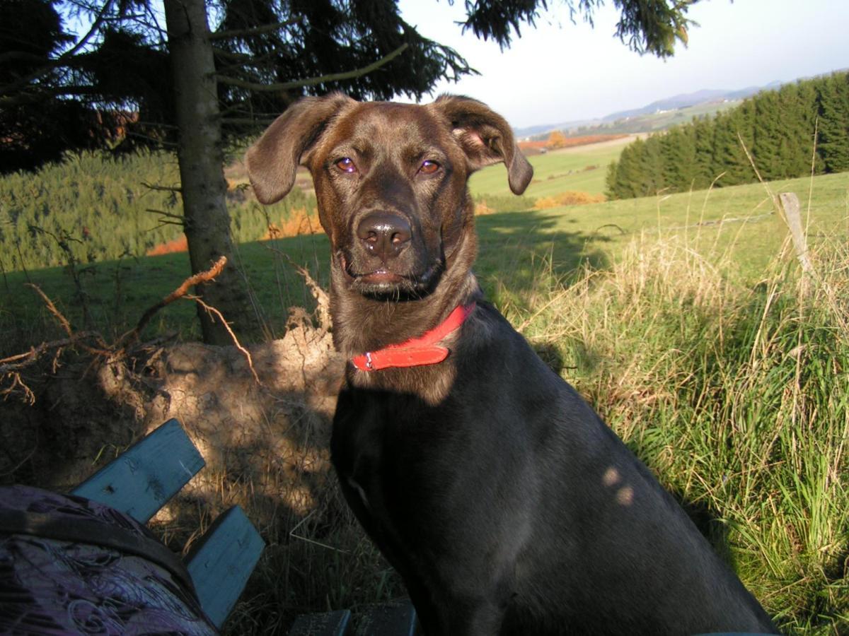 Fewo Talula - Sauerland Mit Hund Medebach Extérieur photo