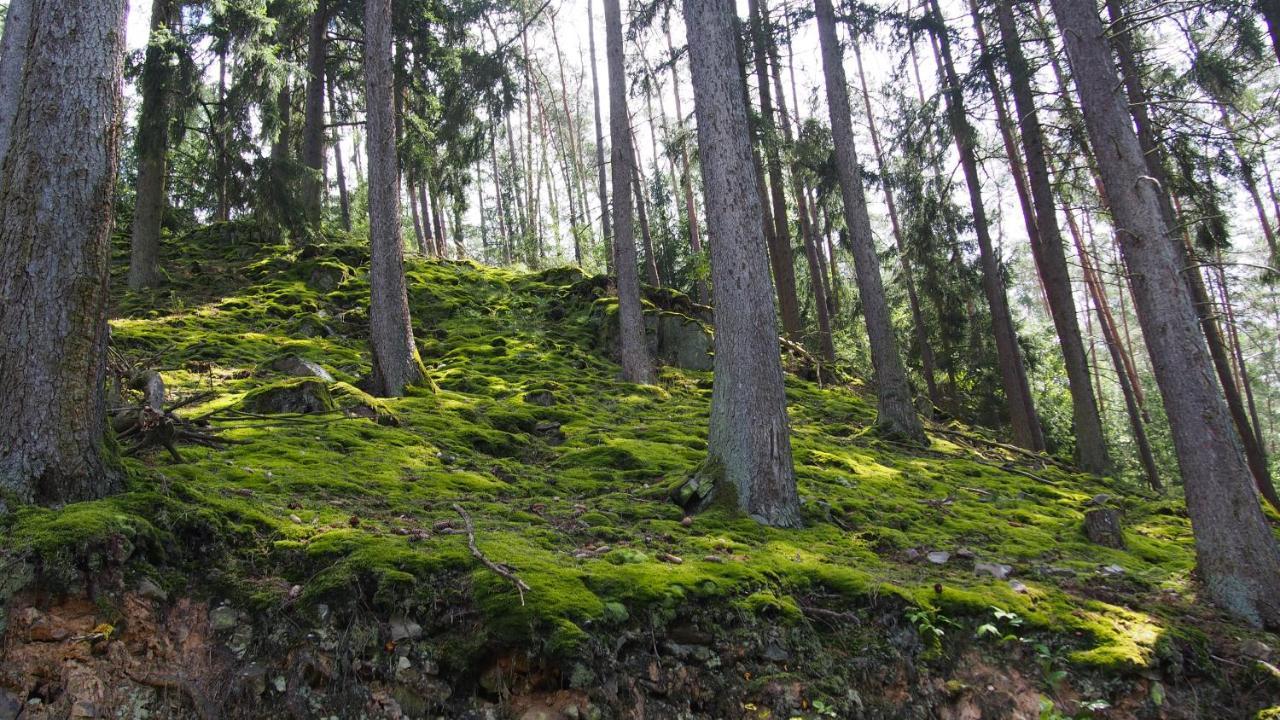 Fewo Talula - Sauerland Mit Hund Medebach Extérieur photo